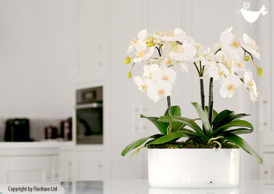 HOME_FLORITURE_23